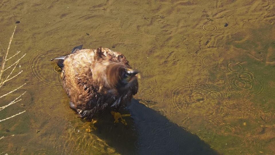 October 11, 2023: A splish-splash eagle bath on the Flyway!