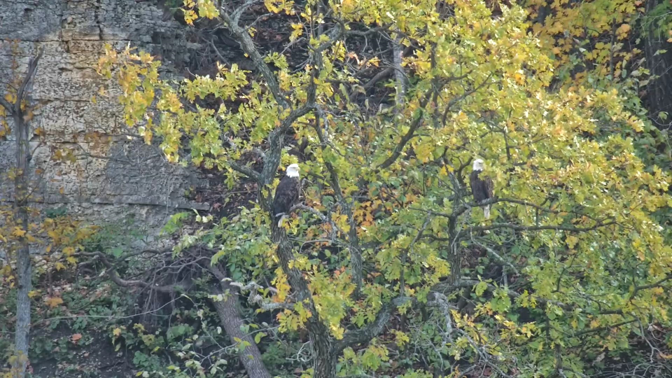 October 16, 2023: HM and HD perched below the bluff. No hawks allowed!