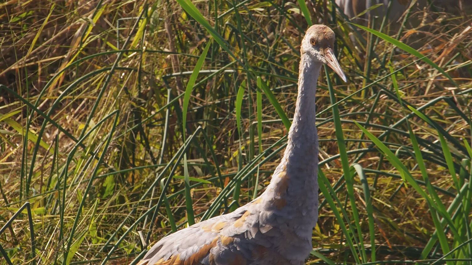 October 16, 2023: A juvenile Sandhill Crane on the Flyway!