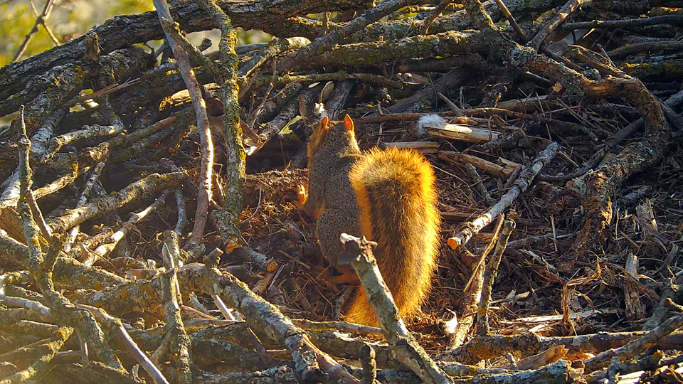 October 18, 2023: Lucky the squirrel forages for nest materials and food at the North nest.