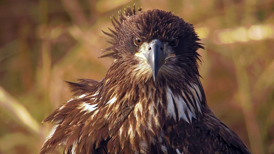 October 18, 2023: 'I AM smiling!'. This subadult bald eagle looks like me in the morning before coffee.