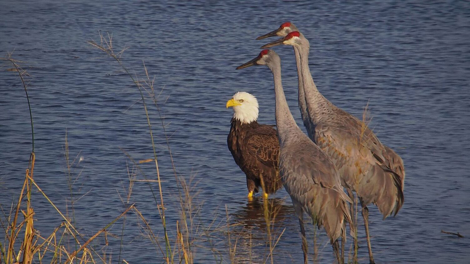 October 20, 2023:  What do you call a group of Sandhill Cranes? A Sedge, unless you're a Bald Eagle. Then you call it a Nope!