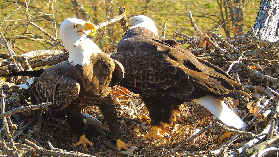 October 21, 2023: A North Nest stick dance! 