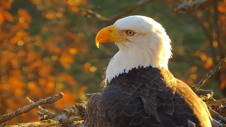 October 21, 2023: Mr. North is resplendent: limned in gold and wreathed by fall leaves.