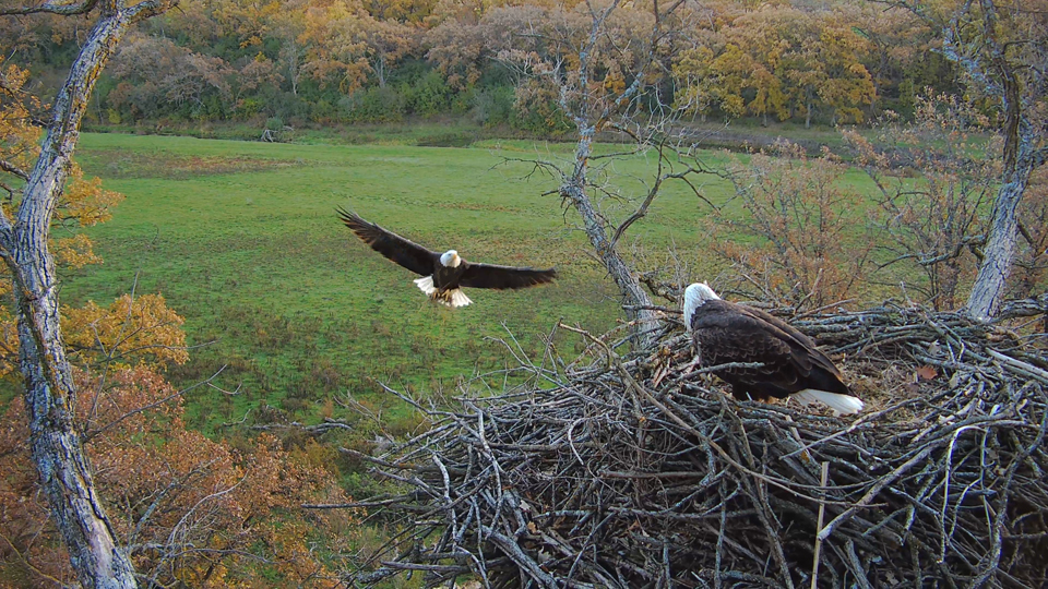 October 21, 2023: I loved this beautiful fly-in. While different things indicate quality to different species of birds, large nests appear to signify quality to bald eagles