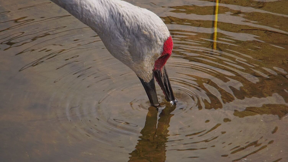 October 22, 2023: A Sandhill Crane forages on the Flyway.