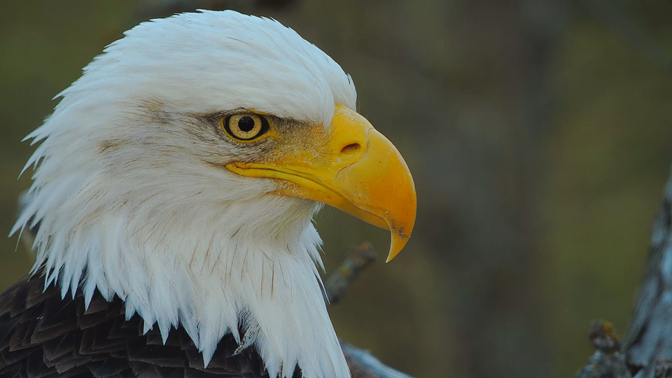 October 23, 2023: Beautiful DNF. We first saw her at the North Nest in the fall of 2018, sampling some fish jerky we'd left for the North Eagles after camera work. This will be her sixth season here.