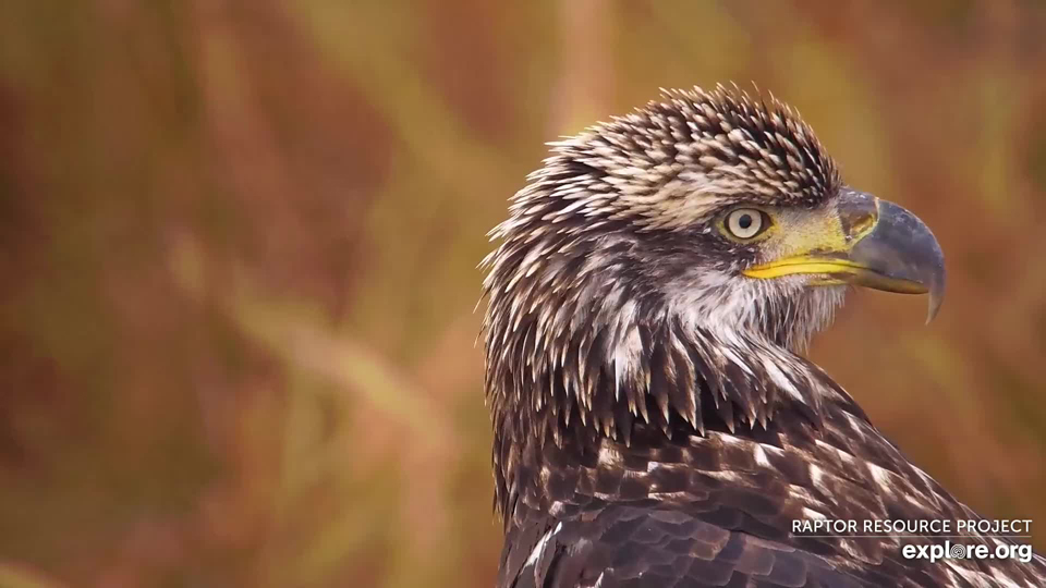 October 26, 2023: A subadult eagle on the Flyway.