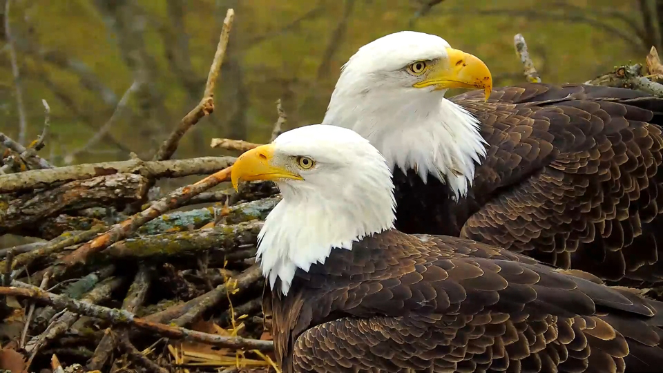 October 30, 2023: Mr. North (left) and DNF (right) hard at work on the North nest.