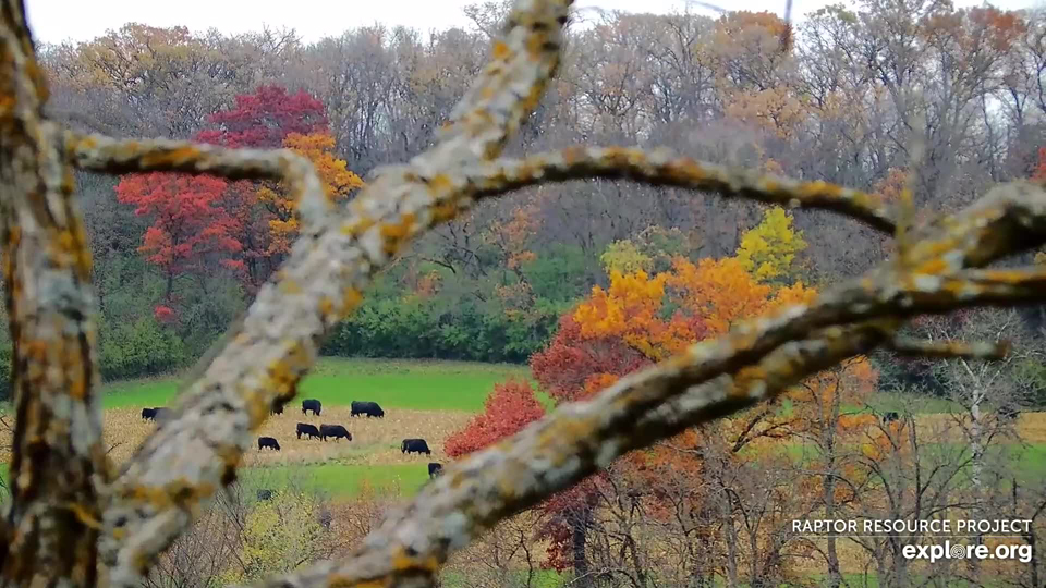 October 28, 2023: A fall moo-rade at Decorah North!