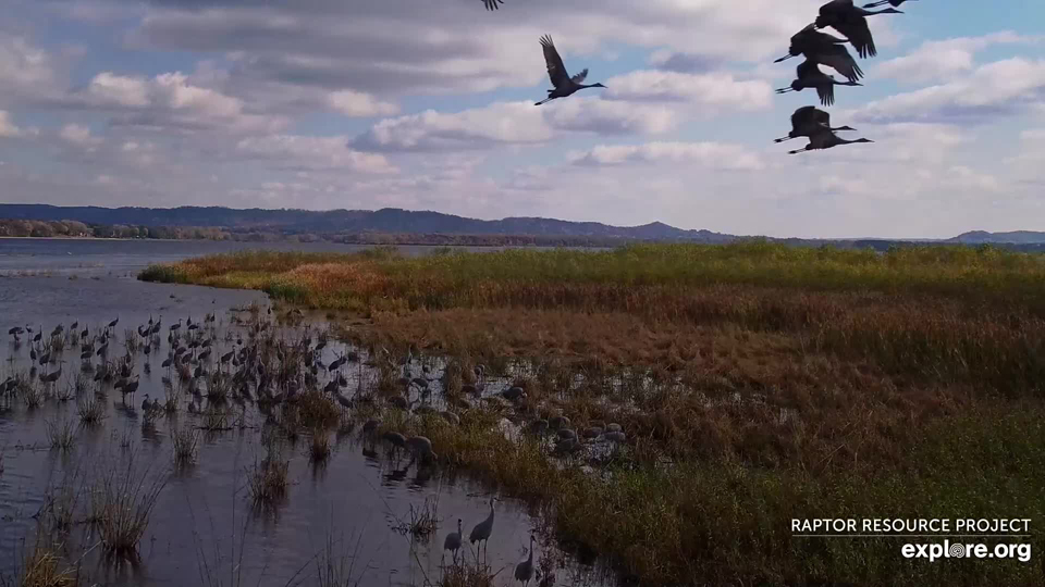 October 30, 2023: Sandhill cranes on migration breaking my heart with their beauty and vocalizations. Goodbye. Good luck!