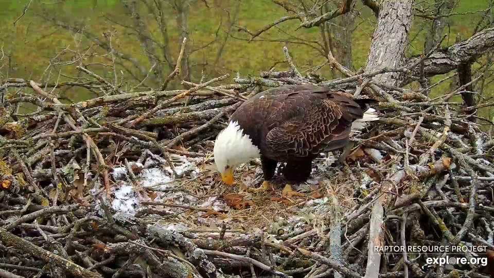 October 30, 2023: The season's first snow on the North nest. Like Mr. North and DNF, but unlike Sandhill Cranes, we'll stay the winter.