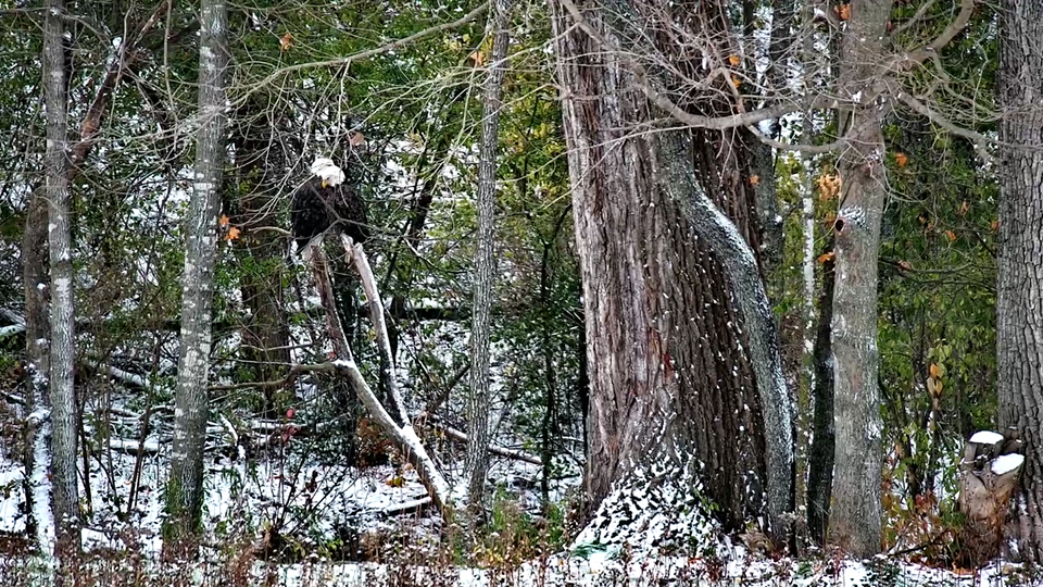 October 31, 2023: HD and HM in a tree near hatchery bluff.