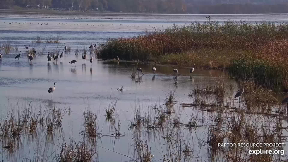 November 2, 2023: Sandhill Cranes on the Flyway