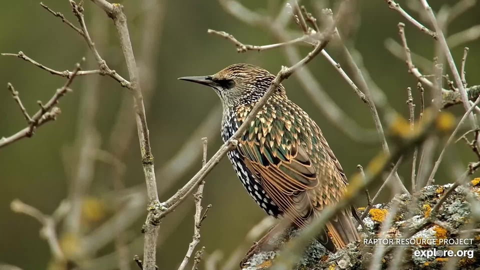 North neighbors: A European Staring in winter plumage. These small birds are controversial, but I like them regardless. 