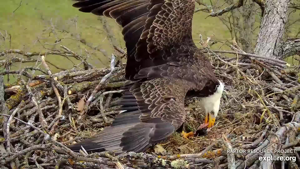 Big wings need big nests and lots of approach space! Mr. North eats a fish on the North nest.