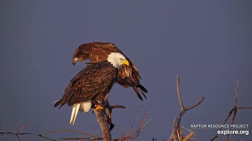 Adult and juvenile bald eagle on the Flyway.
