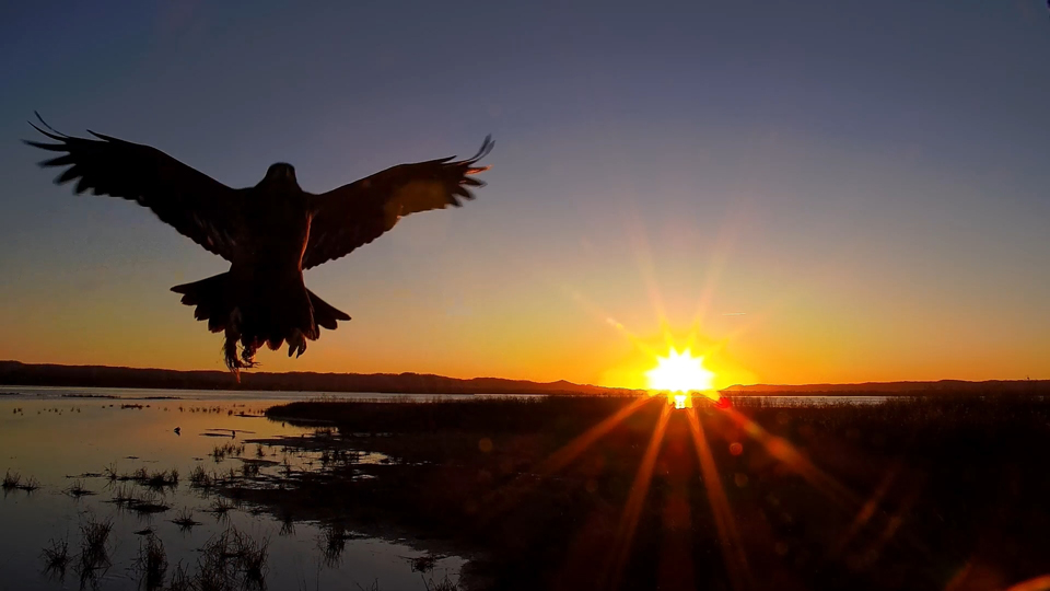 A subadult bad-eagle practices nest building by depositing grass on our camera pole!