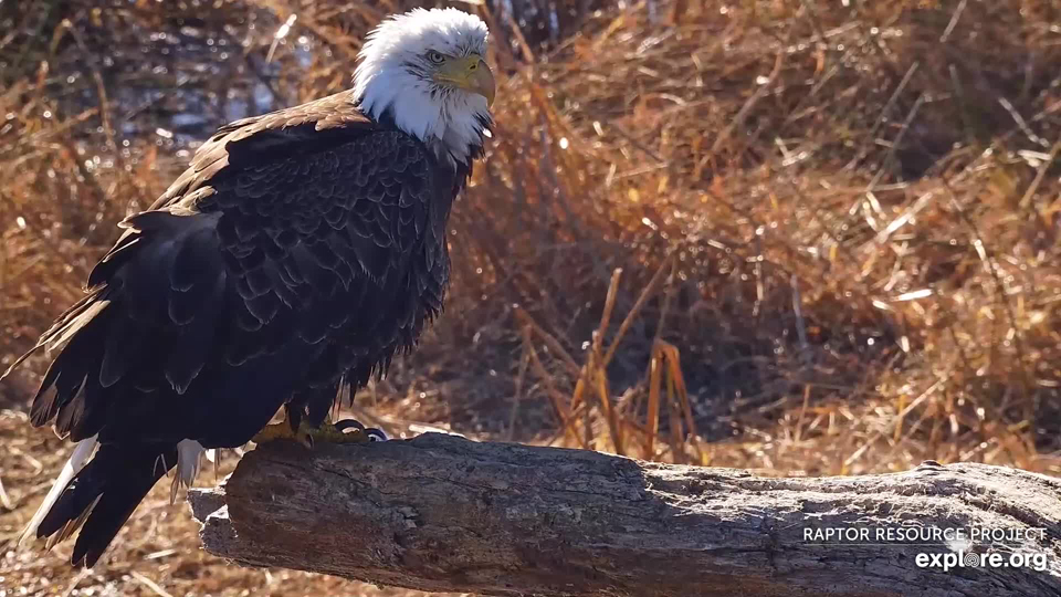 Young adult bald eagle on the Flyway.