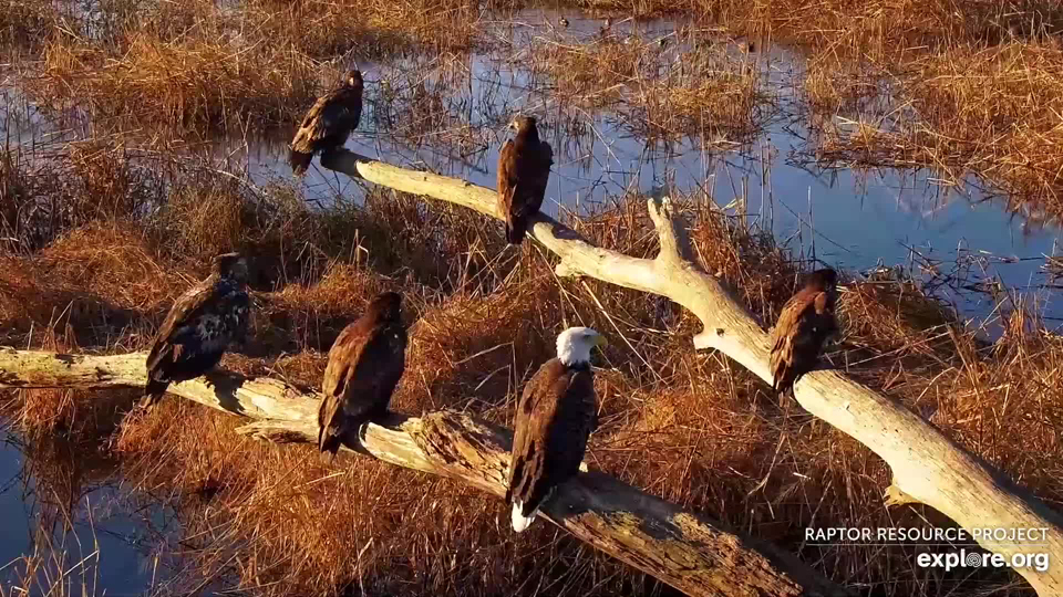 How old are these eagles? See if you can guess! We'll post an article about aging bald eagles later this week.