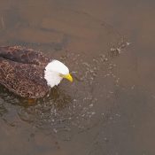 November 21, 2023: Bald Eagle Spa Day on the Flyway!