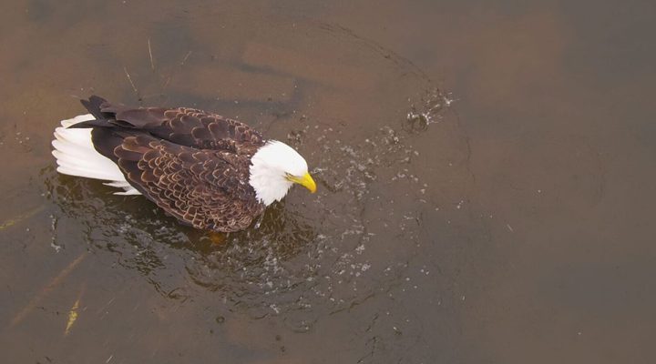 November 21, 2023: Bald Eagle Spa Day on the Flyway!