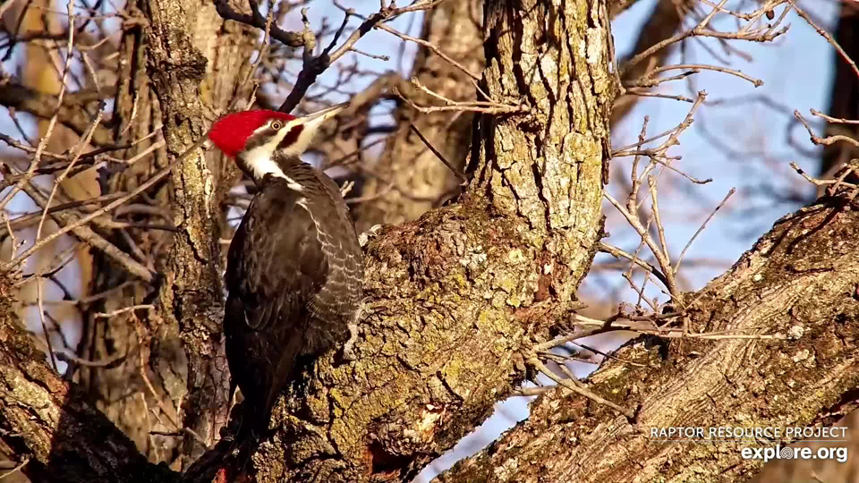 November 24, 2023: A Pileated Woodpecker forages for food near the North nest