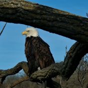 November 25, 2023: HM perching near N1. C'mon you two: this nest is so much better!