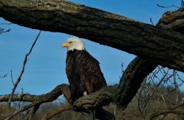 November 25, 2023: HM perching near N1. C'mon you two: this nest is so much better!