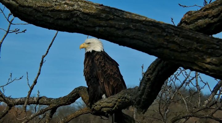 November 25, 2023: HM perching near N1. C'mon you two: this nest is so much better!