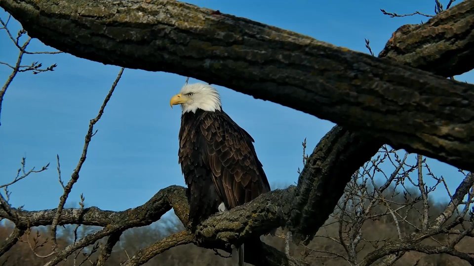 November 25, 2023: HM perching near N1. C'mon you two: this nest is so much better!