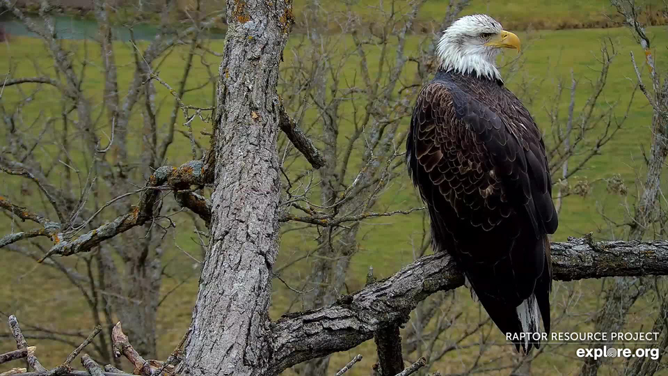 November 25, 2023: This young adult eagle has been remarkably persistent. It's spending a lot of time in the Valley of the Norths.