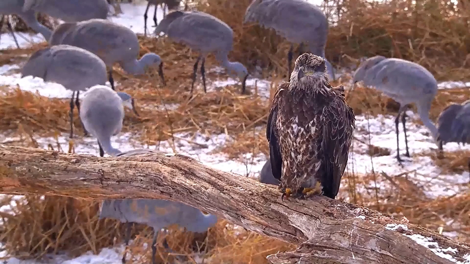 November 27, 2023: Subadult Bald Eagle with Sandhill Cranes.