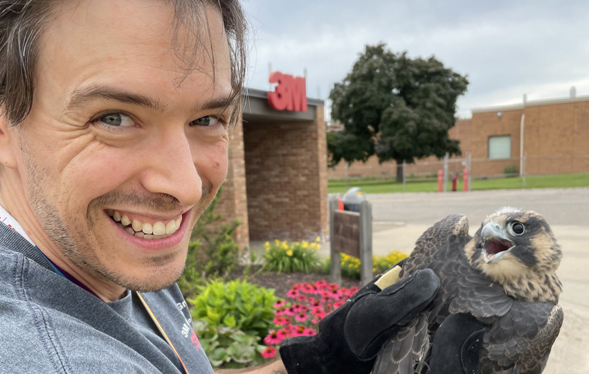 2023: Banding a fledgling falcon at 3M in Cottage Grove, MN