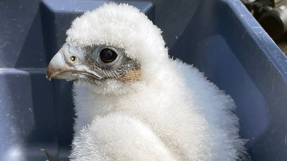 Xcel Energy Peregrine Falcons