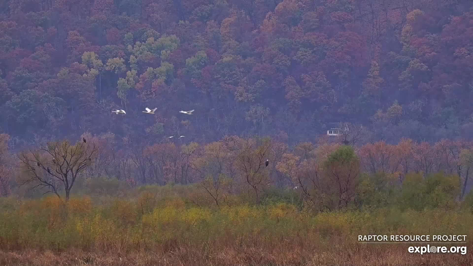 November 3, 2023: The Tundra Swans have arrived!