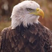 November 2, 2023: A beautiful young adult eagle on the Flyway.