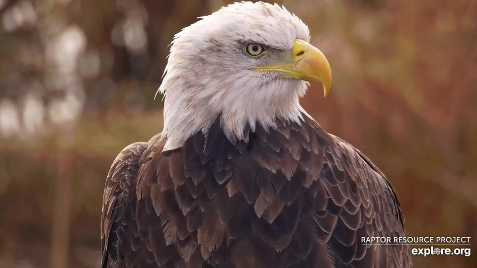 November 2, 2023: A beautiful young adult eagle on the Flyway. 