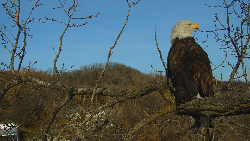 November 24, 2023: HM perched near N1.