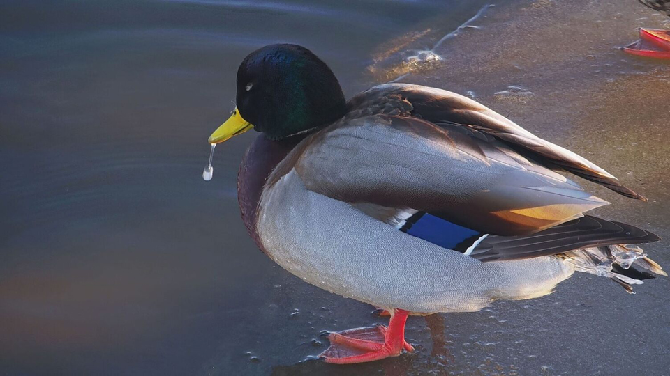 November 29, 2023: A vividly-colored Mallard Duck with ice on his tail.
