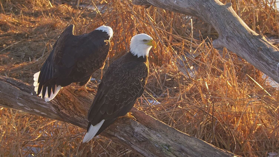 November 30, 2023: Eagles eagles everywhere! 