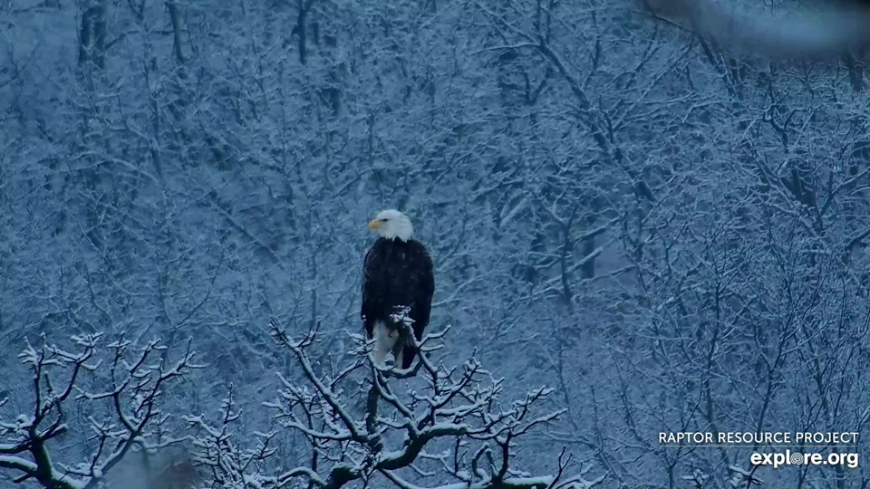 December 3, 2023: HD in a tree across and up the stream. He's closer to N1 than he looks!