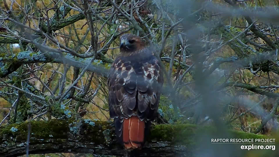 December 3, 2023: A Red-tailed Hawk near the north nest.