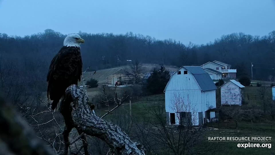 December 5, 2023: HM surveys her realm from the Y-Branch.