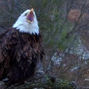 December 5, 2023: I loved this capture of her vocalizing. Eagle vocalizations are awesome!