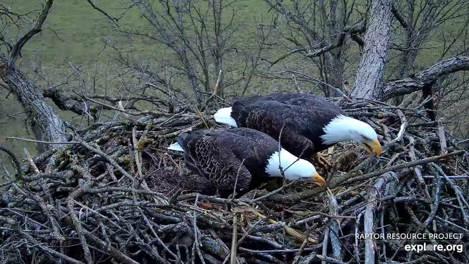 December 5, 2023: Placing sticks/When nest-building is going/Is like shoveling the walk/Before it stops snowing! 