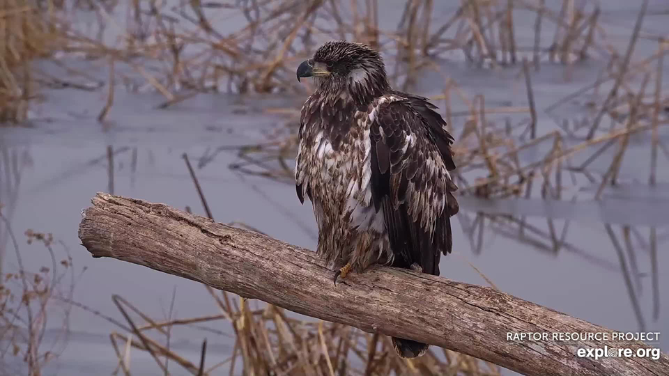 December 5, 2023: A beautiful and vocal subadult eagle on the Flyway