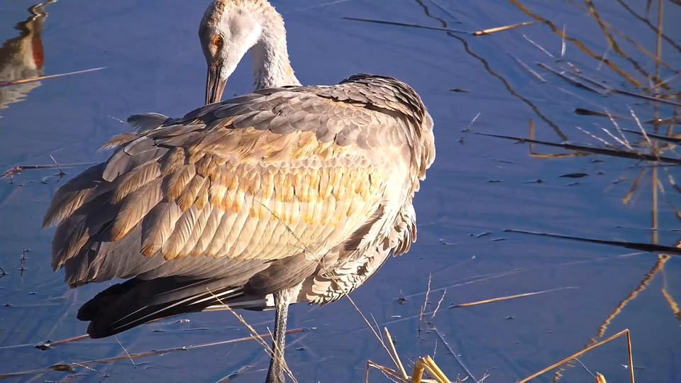 December 7, 2023: I love the variable and individually unique patterns of rust and gray in this juvenile sandhill's formative plumage! 