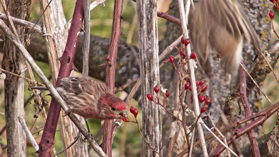 December 8, 2023: A House Finch eats multiflora berries at Decorah North.
