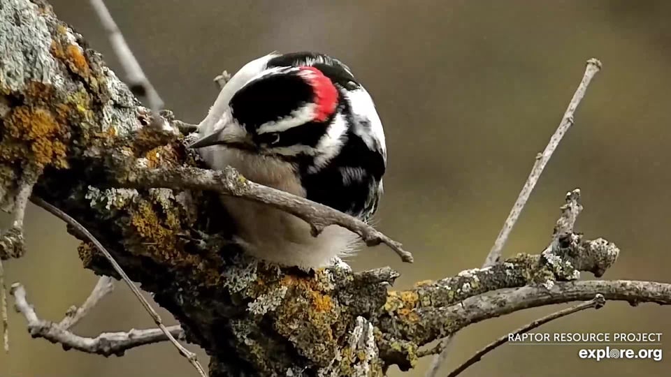 December 9, 2023: I'm not sure whether this is a downy or a hairy woodpecker, but we see both species here.